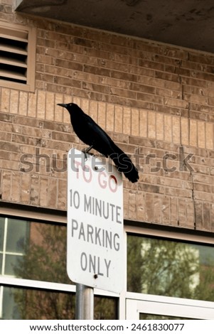 A raven perched on top of a to go parking sign outside of a business. There are also tree reflections within the windows of the business.