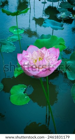 A potrait picture of a pinky blossom Lotus or water lily flower on the water garden with water and green leaves as background
