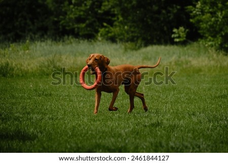 Dog plays with a round orange toy in a green field in spring. Cute active Hungarian Vizsla walking outdoor in a green grass in summer. Atmospheric photo of pet in move