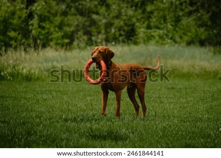 Dog plays with a round orange toy in a green field in spring. Cute active Hungarian Vizsla walking outdoor in a green grass in summer. Atmospheric photo of pet in move