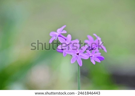 Tulbaghia violacea, commonly known as society garlic, is a versatile plant with beautiful flowers, medicinal properties, and culinary uses, enhancing gardens worldwide.