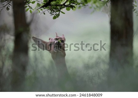 roe deer eting agate tree forest