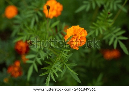 Orange and yellow marigolds flower on a green background.