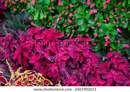 Red leaves of coleus plant in the garden, stock photo