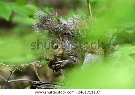 Adorable Squirrel trying to hide while eating