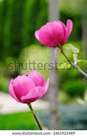 Close Up of a Pink Magnolia Flower on a Branch