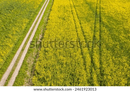 Aerial view of big rape field. A lot of yellow rape flowers on a sunny day. 