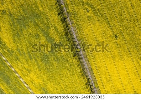 Aerial view of big rape field. A lot of yellow rape flowers on a sunny day. 