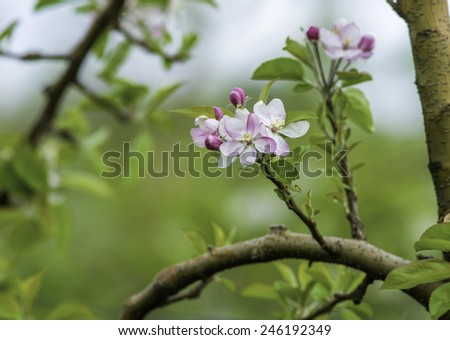 spring flowers. blossoms of apple tree, cherry