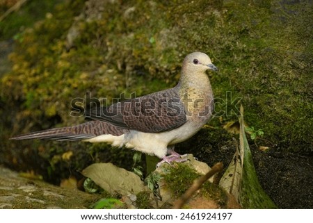 Barred Cuckoo Dove  Macropygia unchall Stand on a rock with lush green moss near a natural mountain spring.