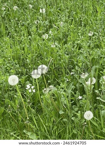 Dandelions on Green Grass after Rain