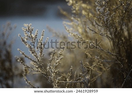 White snow on a bare tree branches on a frosty winter day, close up. Natural background. Selective botanical background. High quality photo