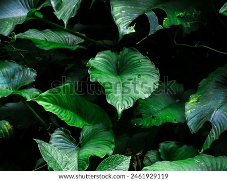 Vibrant Green Leaves in Nature