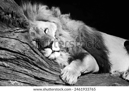 A majestic lion rests its head on a log, captured in a serene black and white photograph.