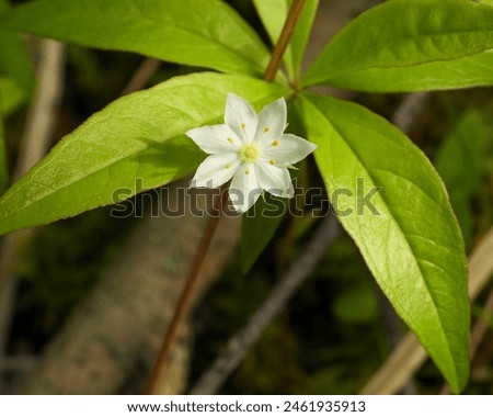 Lysimachia borealis (Starflower) Native North American Woodland Bog Wildflower 