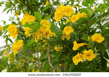 
The Yellow Elder, scientifically known as Tecoma stans, is a flowering shrub or small tree native to the Americas known for its clusters of bright yellow, trumpet-shaped flowers.