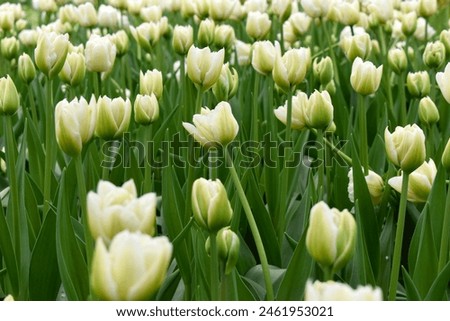 Beautiful bouquet of tulips. White tulips in spring, lawn of fresh spring flowers