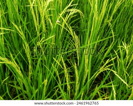A closeup of a rice field, July 2023, Iran
