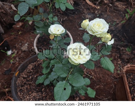 beautiful white roses picture in the garden