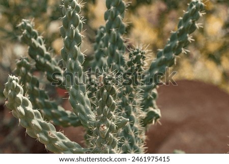 Cylindropuntia imbricata, the cane cholla. Arizona. Royalty-Free Stock Photo #2461975415