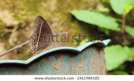 butterfly in a flower pot
