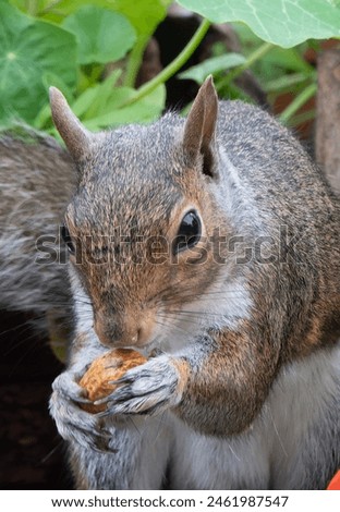 A Grey Squirrel finds a peanut on the backyard deck                               