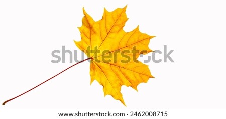 Stunning close-up images of maple leaves in vibrant fall colors. Captures the intricate details and beauty of nature. Ideal for seasonal marketing campaigns or home decor inspiration.