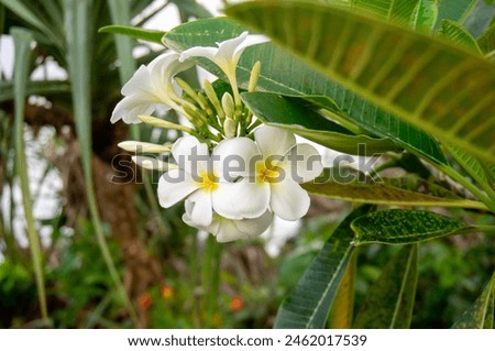 beautiful plumeria flowers with white and yellow colors that grow on the coast