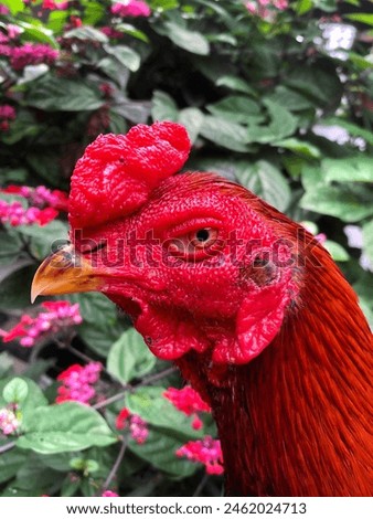 a photo of a very healthy chicken head on a small rural farm on the slopes of Mount Merapi, Muntilan, Central Java,
