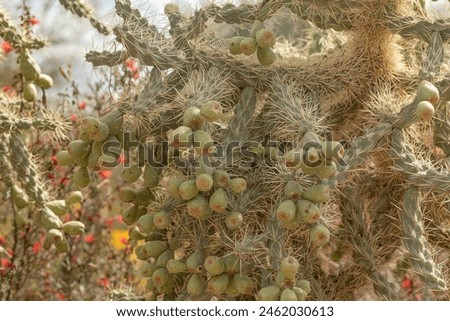 Cylindropuntia imbricata, the cane cholla. Arizona. Royalty-Free Stock Photo #2462030613