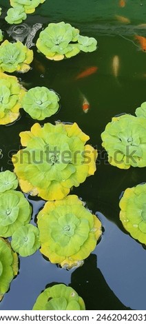 fish pond with natural colors