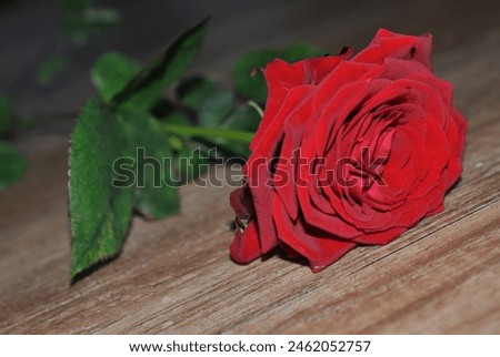 red rose on a wooden background - happy birthday - happy valentines day - happy mothers day  