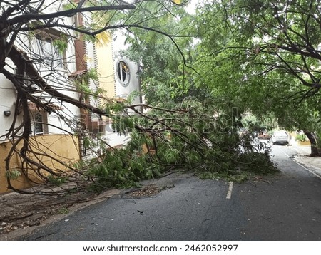 A picture of monsoon rain destruction due tree fall in the urban area in India.