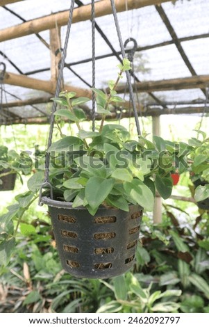 Aeschynanthus Lipstick Variegated plant on hanging pot in nursery for sell are cash crops. Air purifying and low maintenance, Attracts hummingbirds and beneficial insects, enhancing biodiversity