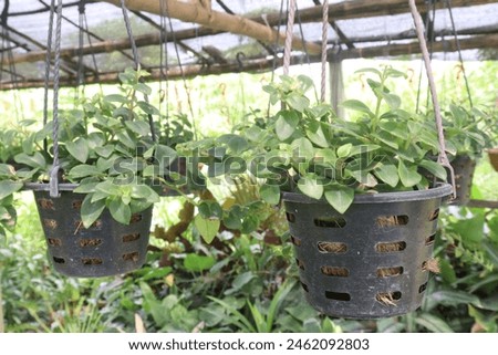 Aeschynanthus Lipstick Variegated plant on hanging pot in nursery for sell are cash crops. Air purifying and low maintenance, Attracts hummingbirds and beneficial insects, enhancing biodiversity