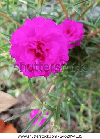 The wild Pink moss Roses 