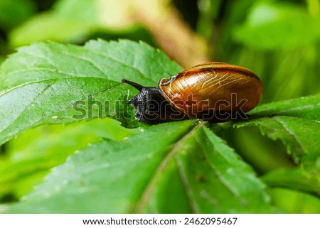 Oxychilus alliarius , commonly known as the garlic snail or garlic glass-snail. Royalty-Free Stock Photo #2462095467