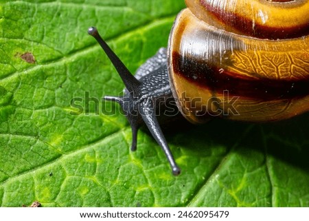 Oxychilus alliarius , commonly known as the garlic snail or garlic glass-snail. Royalty-Free Stock Photo #2462095479
