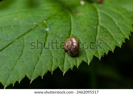 Oxychilus alliarius , commonly known as the garlic snail or garlic glass-snail. Royalty-Free Stock Photo #2462095517