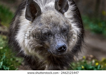 Brown Hyena, Parahyaena brunnea dangerous animal from South Africa. Close-up detail portrait of wild animal. Fur coat head with mane anf long ears. Hyena in the nature habitat, Africa.      