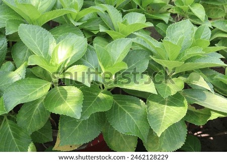 hydrangea macrophylla flower plant on nursery for sell are cash crops. used for urinary tract problems such as infections of the bladder, urethra, prostate, enlarged prostate, kidney stones, fever Royalty-Free Stock Photo #2462128229