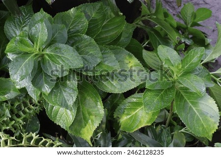 hydrangea macrophylla flower plant on nursery for sell are cash crops. used for urinary tract problems such as infections of the bladder, urethra, prostate, enlarged prostate, kidney stones, fever Royalty-Free Stock Photo #2462128235