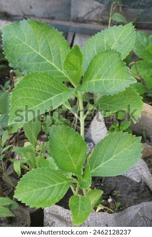 hydrangea macrophylla flower plant on nursery for sell are cash crops. used for urinary tract problems such as infections of the bladder, urethra, prostate, enlarged prostate, kidney stones, fever Royalty-Free Stock Photo #2462128237