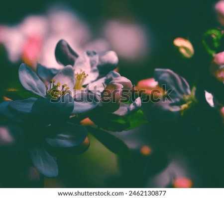 Nature in the spring,white flowers early in the morning Royalty-Free Stock Photo #2462130877