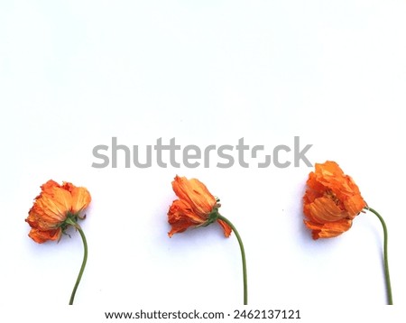 Wilted orange flower isolated white.  Wilted flower isolated white background. Floral concept for presentation. Vintage concept.  Flat lay, top view. Aesthetic yellow floral concept for presentation.