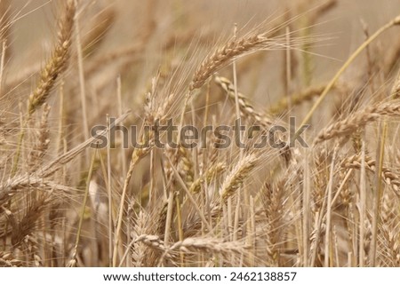 A huge and amazing wheat field
