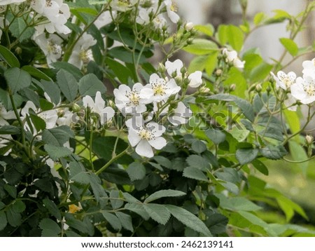 Rosa multiflora or Rosa polyantha plant. Multiflora rose or baby rose or Japanese or many-flowered  or 
seven-sisters rose  Eijitsu rose with white five petal tender flowers. Royalty-Free Stock Photo #2462139141