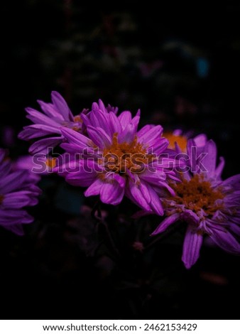 Flower Picture's Nature Photography Good Of Nature Flower Beauty 