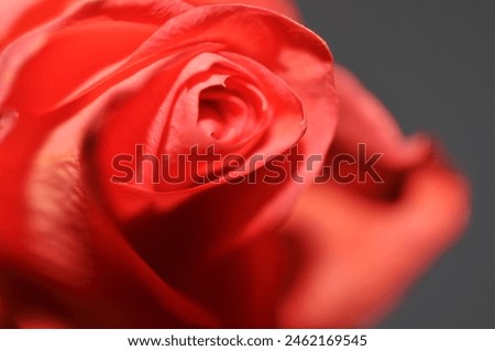 red rose like painted picture Royalty-Free Stock Photo #2462169545