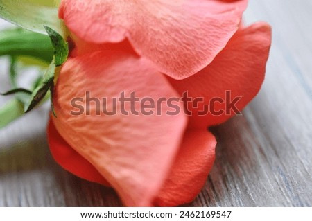 red rose like painted picture Royalty-Free Stock Photo #2462169547